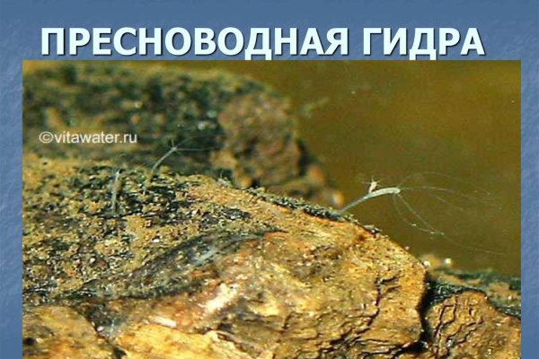Ссылка на сайт кракен в тор браузере